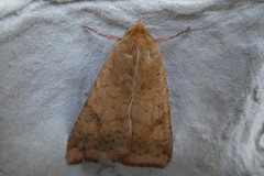 Helicoverpa armigera conferta