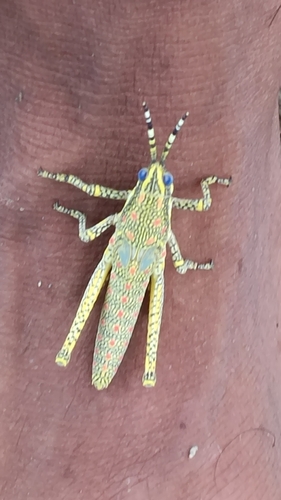 Painted Grasshopper