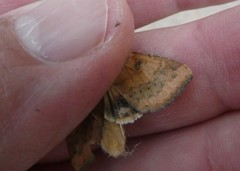 Helicoverpa armigera conferta