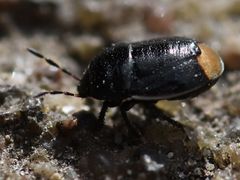 Legnotus limbosus