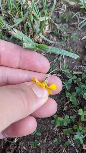 Oxalis perdicaria, photograph 2