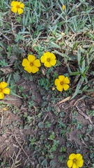 Oxalis perdicaria, photograph Eric Schmidt, CC BY, iNaturalist via GBIF