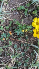 Oxalis perdicaria, photograph Eric Schmidt, CC BY, iNaturalist via GBIF