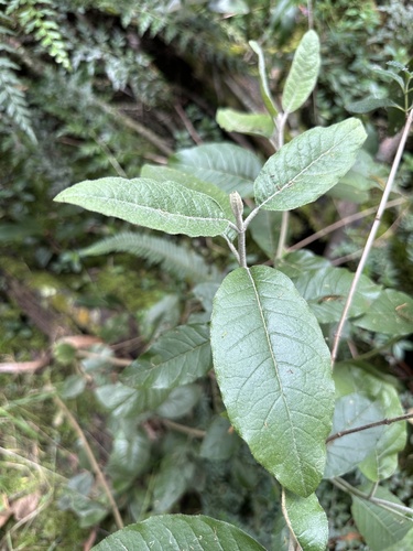 Ageratina asclepiadea, photograph 3