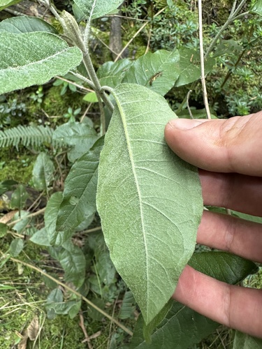 Ageratina asclepiadea, photograph 4