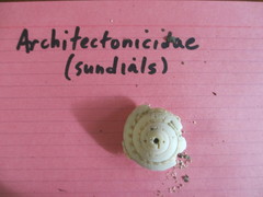 Architectonicidae