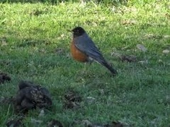 Turdus migratorius image