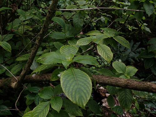 Cyrtandra wainihaensis, 2026-07-07