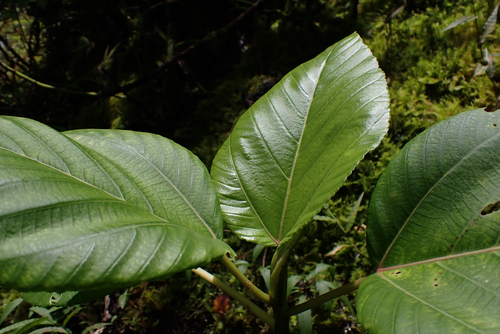 Touchardia latifolia, 2026-07-07