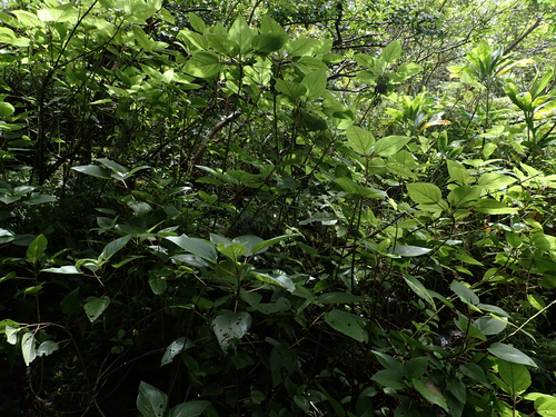 Touchardia latifolia, 2026-07-07
