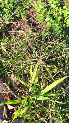 Chloris truncata