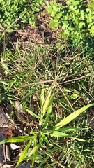 Chloris truncata