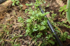 Polycarpon tetraphyllum