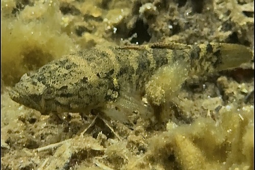Eleotris sandwicensis observed 2026-07-07