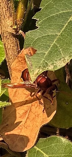 Oriental Hornet