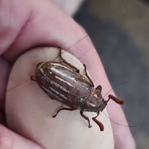 iNaturalist observation photo of Long-haired June Beetle