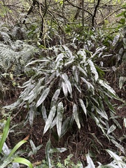 Serpocaulon levigatum