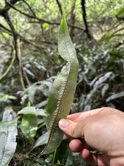 (c) Nicolás Baresch Uribe, some rights reserved (CC BY) Serpocaulon levigatum, photograph (c) Nicolás Baresch Uribe, some rights reserved (CC BY)