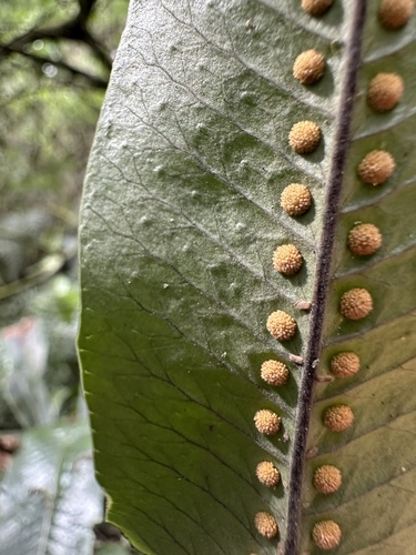 Serpocaulon levigatum, photograph 3