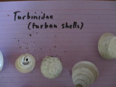 Turbinidae