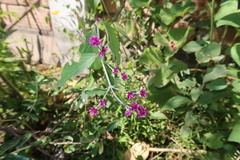 Alternanthera porrigens