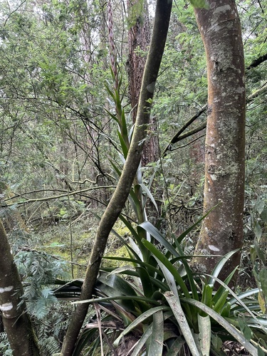 Tillandsia pastensis, photograph 5
