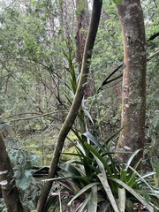 Tillandsia pastensis, photograph (c) Nicolás Baresch Uribe, some rights reserved (CC BY)