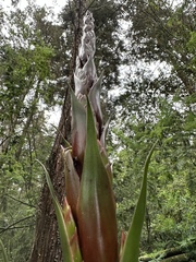 Tillandsia pastensis, photograph (c) Nicolás Baresch Uribe, some rights reserved (CC BY)
