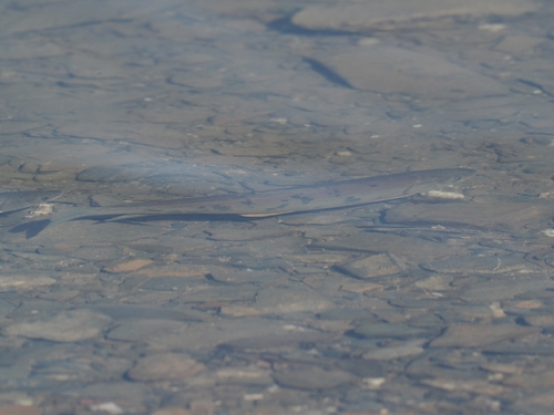 Przewalskii's Naked Carp