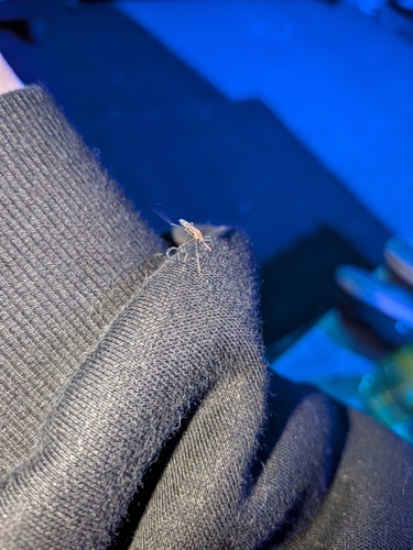 Winter Marsh Mosquito