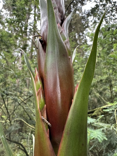 Tillandsia pastensis, photograph 4