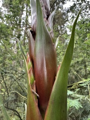 Tillandsia pastensis, photograph (c) Nicolás Baresch Uribe, some rights reserved (CC BY)