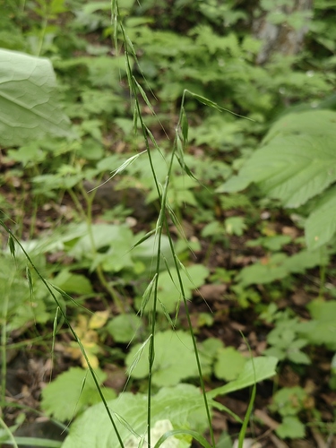 Brylkinia caudata iNat (1)
