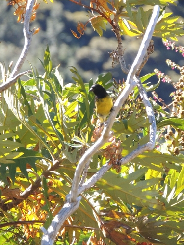 Yellow-bellied Siskin (Spinus xanthogastrus), photo 5