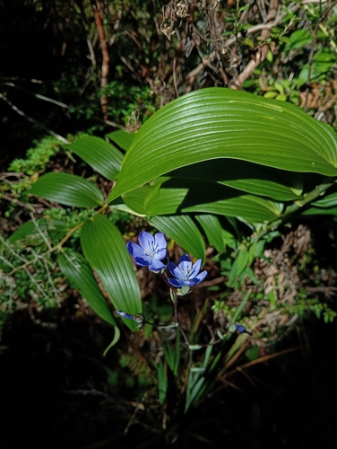 Orthrosanthus chimboracensis, photograph 1