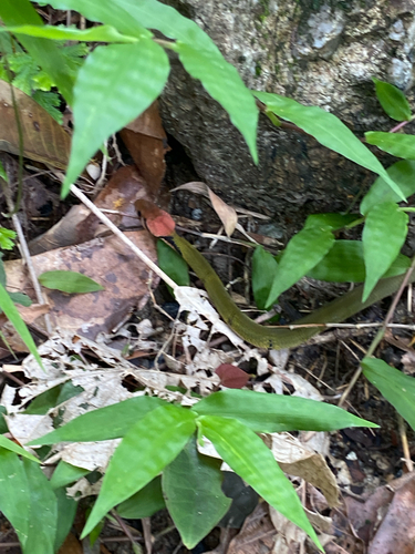 Banded Keelback