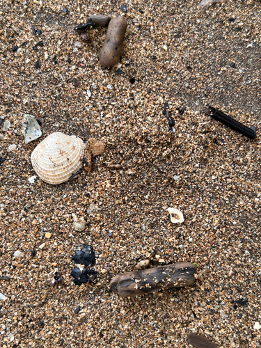 Antigona reticulata observed 2026-06-05