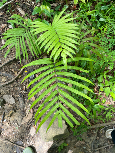 Amblovenatum decorum
