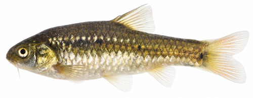 Neumayers barbeel (Enteromius neumayeri) — Cyprinidae