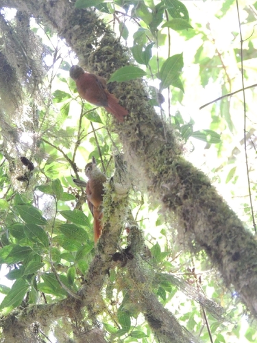 Ruddy Treerunner (Margarornis rubiginosus), photo 8