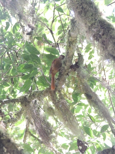 Ruddy Treerunner (Margarornis rubiginosus), photo 9