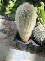 Espostoa