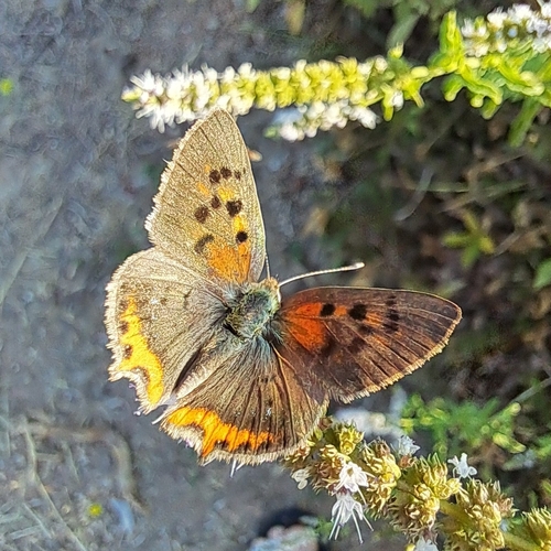 Small Copper