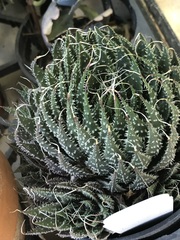 Aristaloe aristata