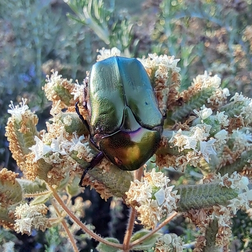 Protaetia cuprea obscura