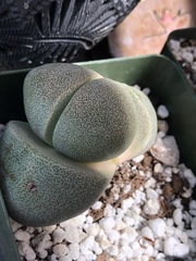 Lithops
