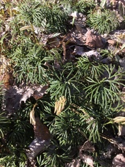 Diphasiastrum complanatum