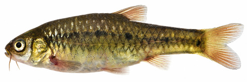 Neumayer's barb (Enteromius neumayeri) — Cyprinidae — 4