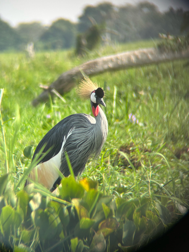 Gray Crowned-Crane