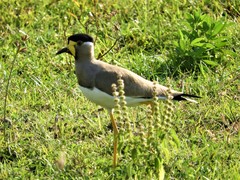 Vanellus malabaricus